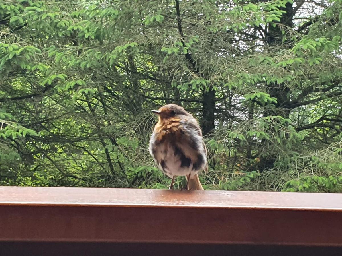 Forest Lodge Log Cabin - Ireland Баликонъл Екстериор снимка